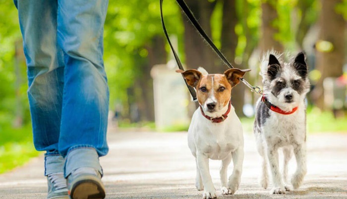 Mogu li komunalni redari riješiti problem neodgovornih vlasnika pasa?