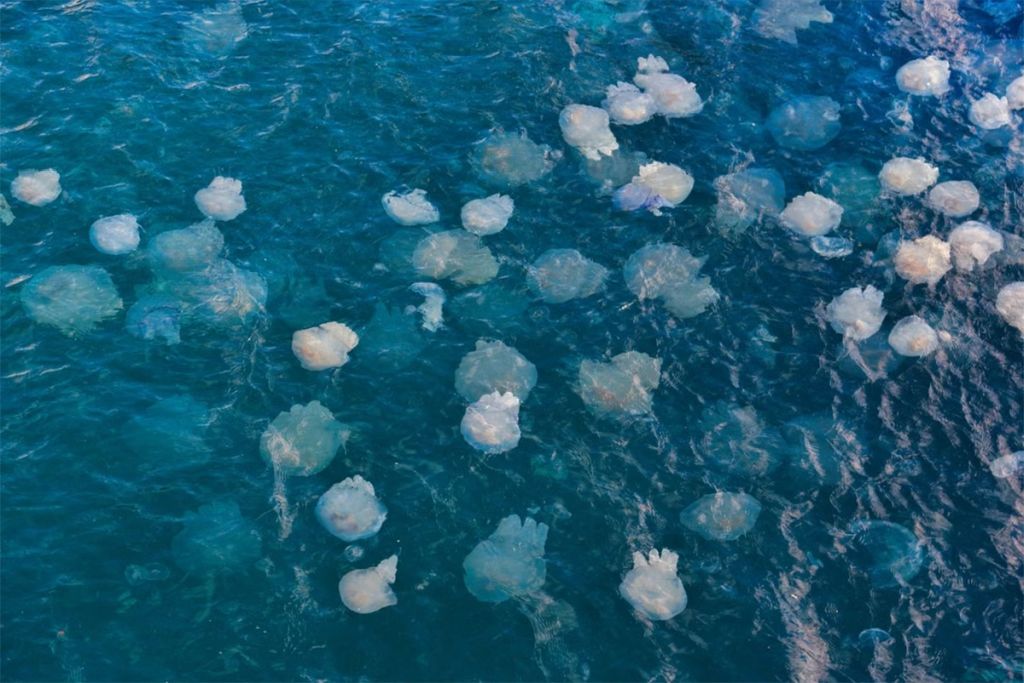 More u Hrvatskoj prepuno meduza: Snimak zapanjio turiste