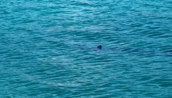 Morski pas primjećen u blizini plaže u Dubrovniku