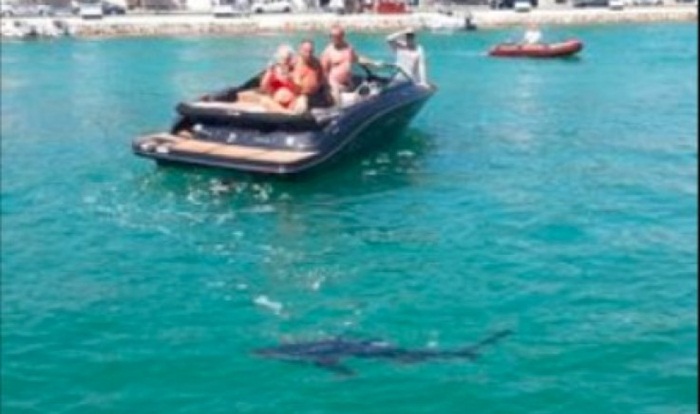 Morski pas snimljen u Jadranu: Cijeli dan plivao uz obalu