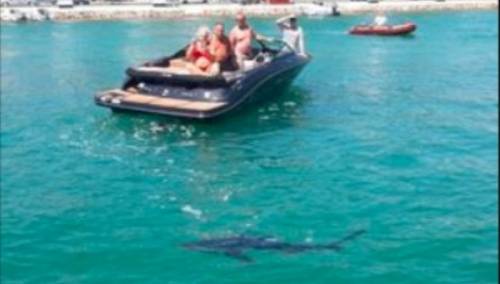 Morski pas snimljen u Jadranu: Cijeli dan plivao uz obalu