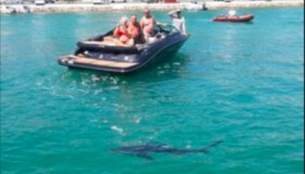 Morski pas snimljen u Jadranu: Cijeli dan plivao uz obalu