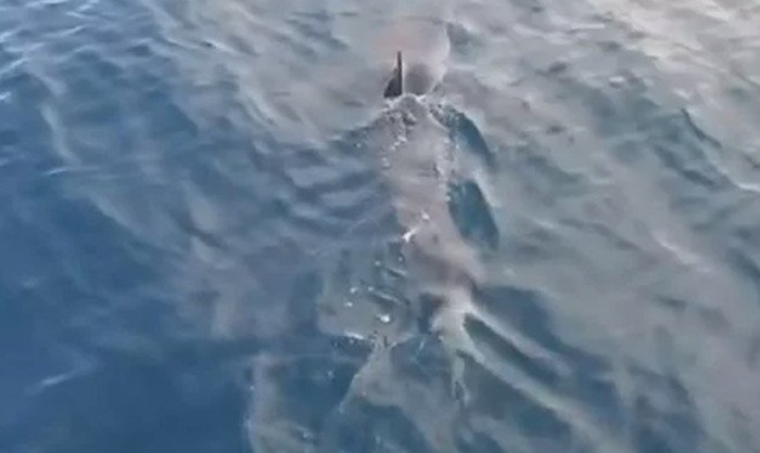 Morski pas u plićaku na Korčuli
