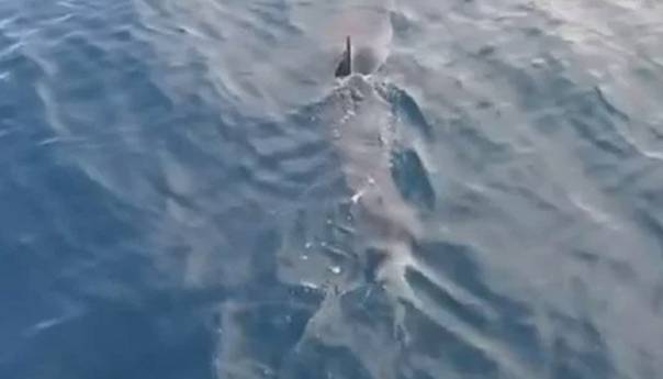Morski pas u plićaku na Korčuli