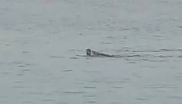 Morski pas ubio Rusa u egipatskom gradu Hurghada