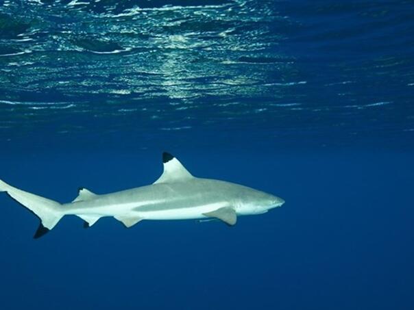 Morski pas ubio tinejdžera (16) na Jamajci, otkinuo mu ruku