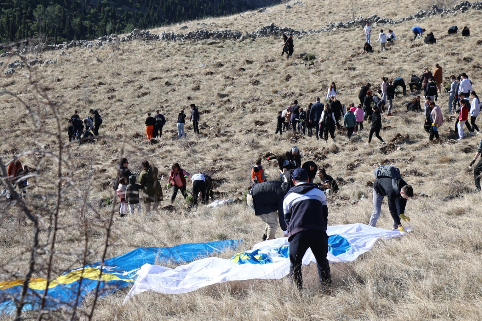 Video: Mostarski učenici posadili hiljadu sadnica crnog bora na Fortici