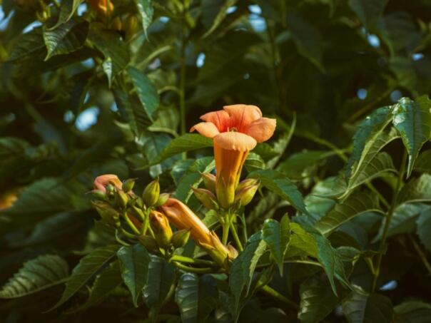 Možete se lako otrovati na izletu – ove biljke ne dirajte!