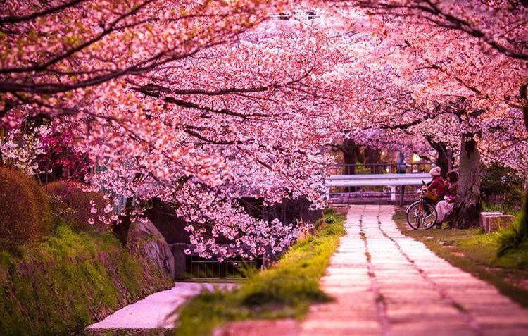 Mračna istina iza najranijeg cvjetanja trešnje u Japanu