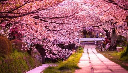 Mračna istina iza najranijeg cvjetanja trešnje u Japanu