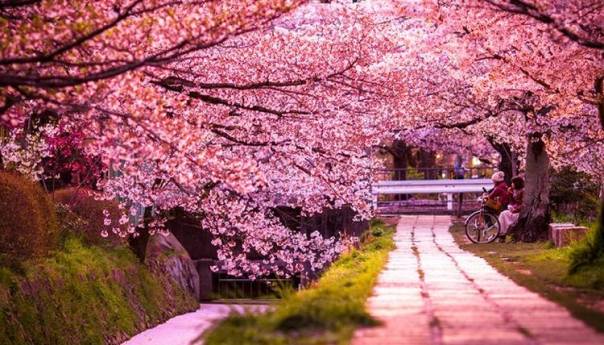 Mračna istina iza najranijeg cvjetanja trešnje u Japanu