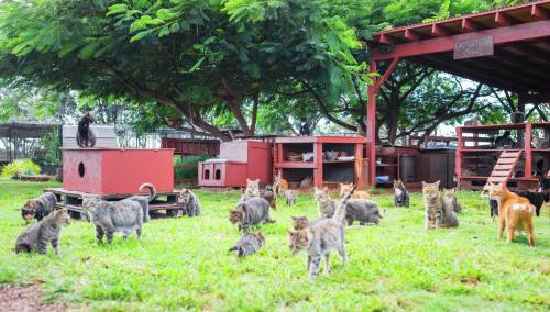 Muškarac do smrti izgladnjivao 1.200 mačaka i pasa