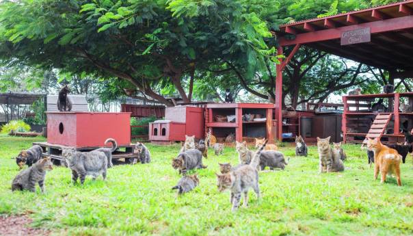Muškarac do smrti izgladnjivao 1.200 mačaka i pasa
