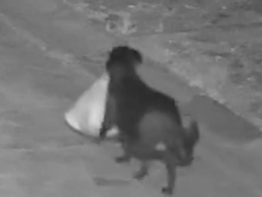 Muškarac dresirao svog psa da ilegalno odlaže smeće