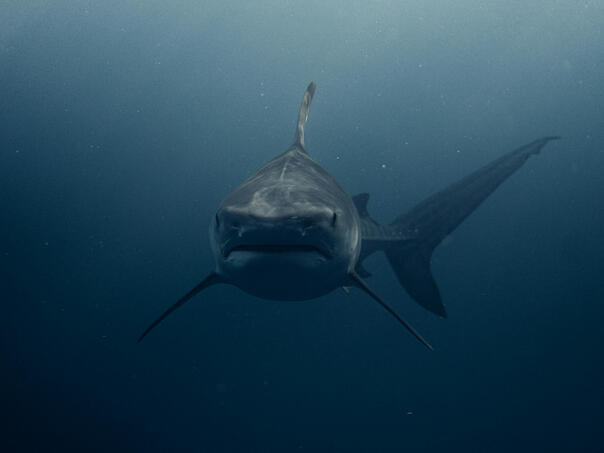 Muškarca napao morski pas u plićaku: "I dalje volim more"