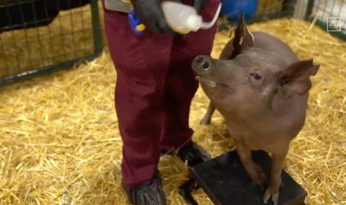 Muskov Neuralink ugradio čipove u mozak životinja