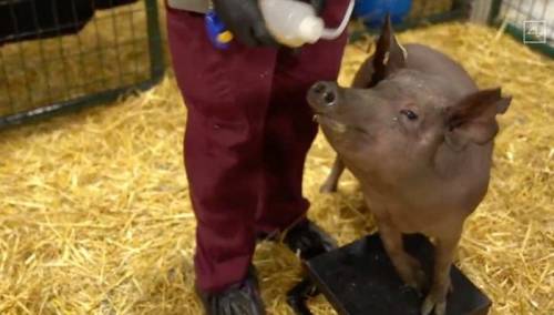 Muskov Neuralink ugradio čipove u mozak životinja