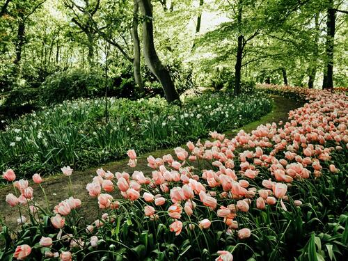 Muzika za bujniji vrt: Ubrzava rast usjeva!