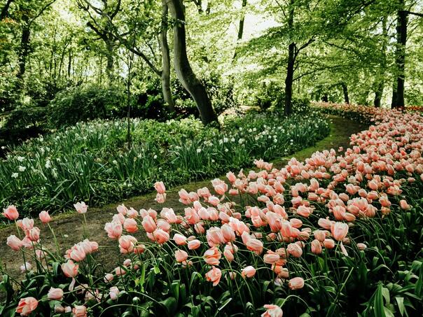 Muzika za bujniji vrt: Ubrzava rast usjeva!