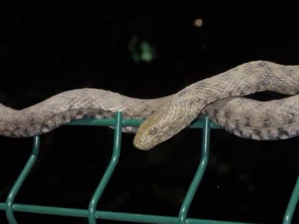 Na banjalučkom šetalištu uočena zmija veća od jednog metra, građani uznemireni