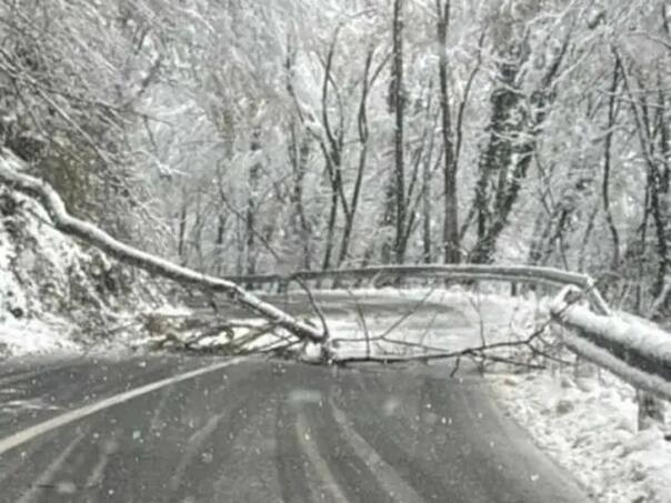 Na cesti Bugojno-Kupres zbog oborenog stabla saobraća se usporeno