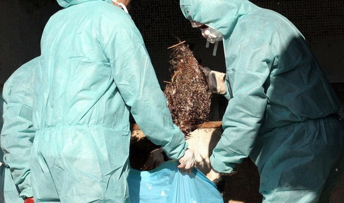 Na farmi u Podravini pojavila se ptičja gripa