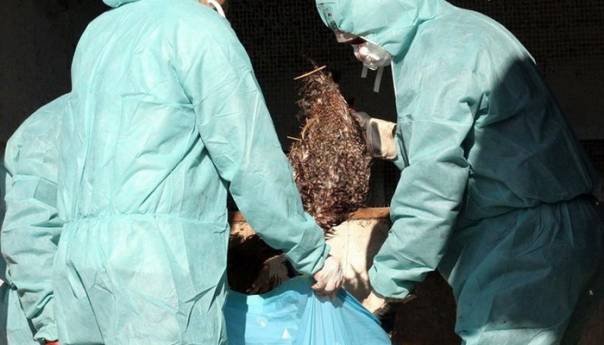 Na farmi u Podravini pojavila se ptičja gripa