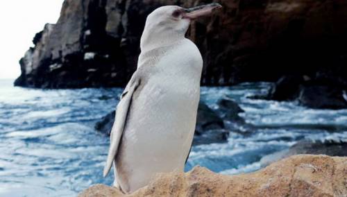 Na Galapagosu otkriven bijeli pingvin