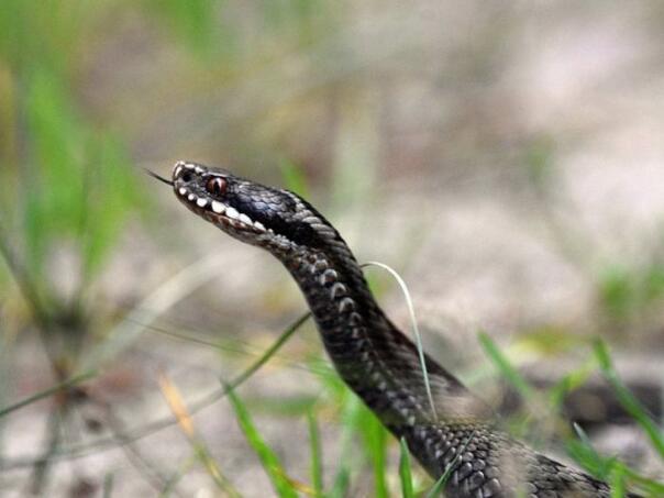Na granici BiH i Hrvatske ženu ugrizao poskok dok je brala luk