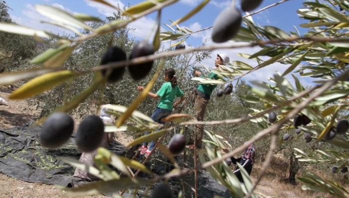 Na hrvatskom tržištu svako drugo maslinovo ulje lažno