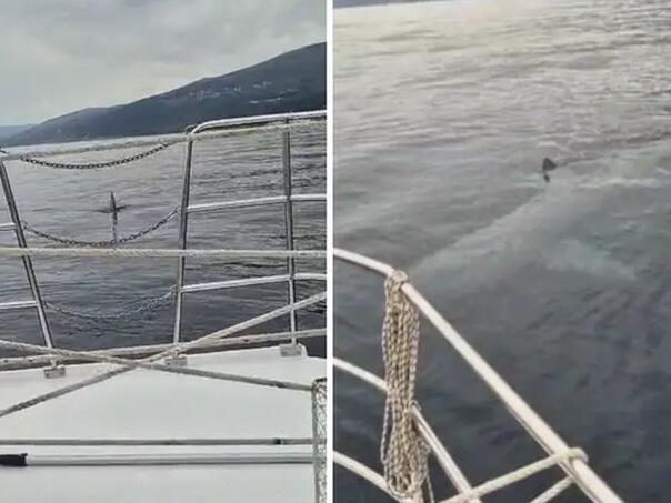 Na Jadranu snimljen ogromni morski pas: 'Samo da ne ide u plićak'