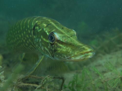 Podvodni svijet jezera Kop Šićki Brod: Lukavčani najbolje "fotkali"