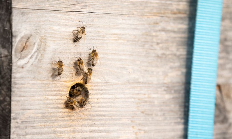 Na krovu studentskog doma 200.000 pčela