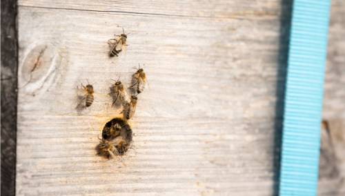 Na krovu studentskog doma 200.000 pčela
