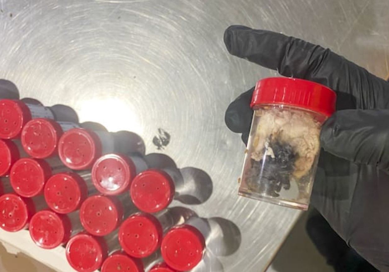 Na njemačkom aerodromu "pali" šverceri tarantula, krili ih u kolačima