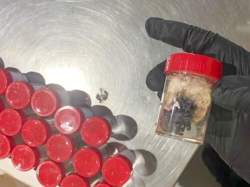 Na njemačkom aerodromu "pali" šverceri tarantula, krili ih u kolačima