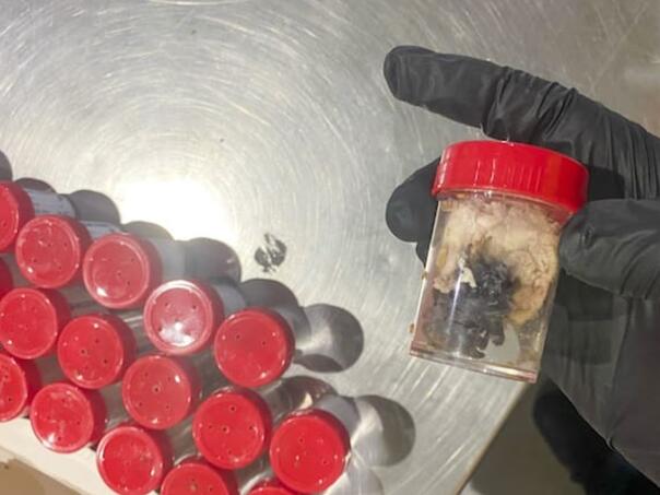 Na njemačkom aerodromu "pali" šverceri tarantula, krili ih u kolačima