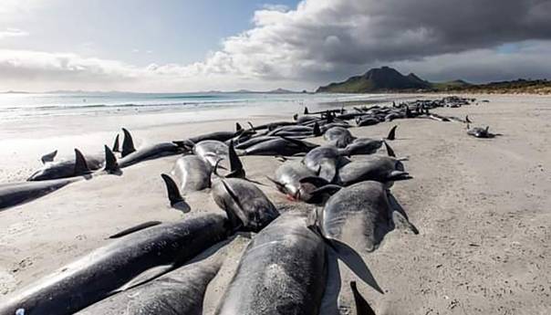 Na Novom Zelandu na obalu se nasukalo 477 kitova