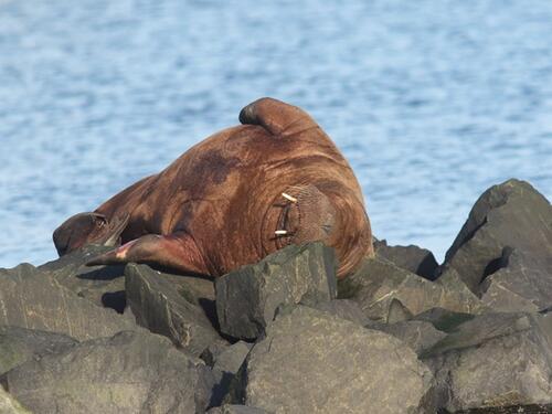 Na obali Crne Gore viđen jedan od najugroženijih sisara na svijetu