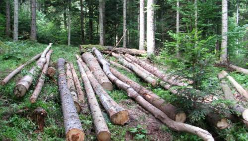 Na Palama poginuo muškarac prilikom sječe šume