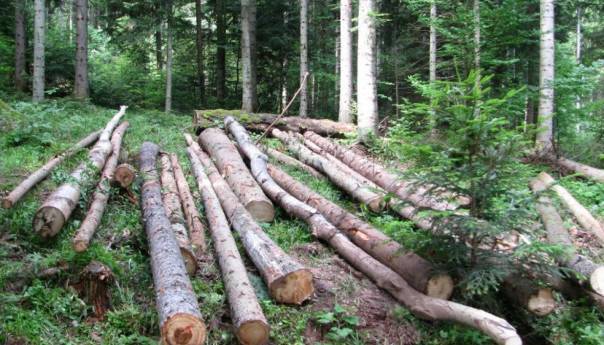 Na Palama poginuo muškarac prilikom sječe šume