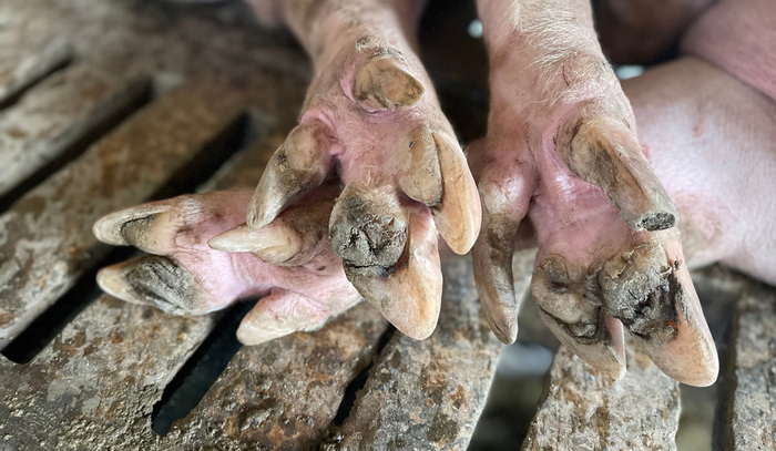 Na području Brčko distrikta BiH eutanizirano oko 1.800 svinja