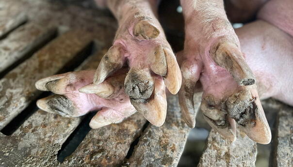 Na području Brčko distrikta BiH eutanizirano oko 1.800 svinja