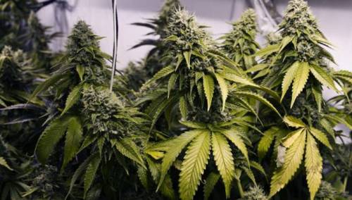 Na području Tešnja pronađen zasad indijske konoplje