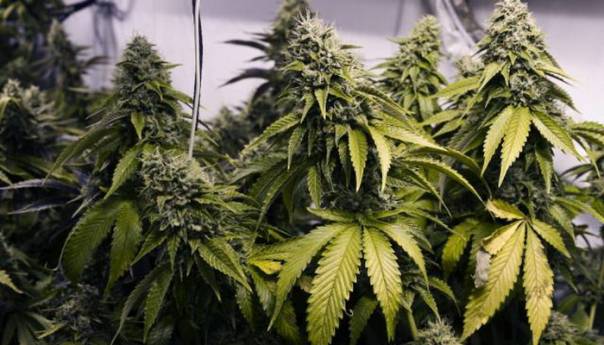 Na području Tešnja pronađen zasad indijske konoplje