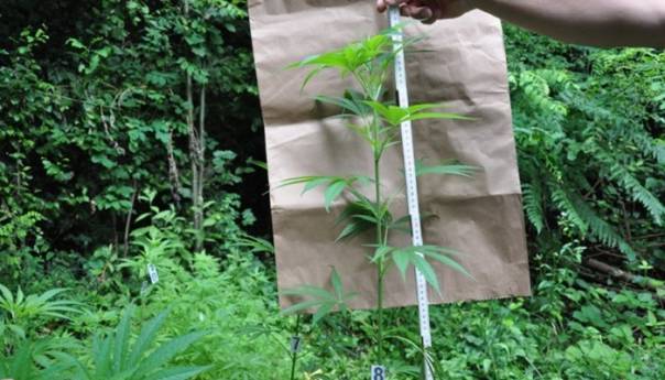 Na području Tešnja pronađen zasad indijske konoplje