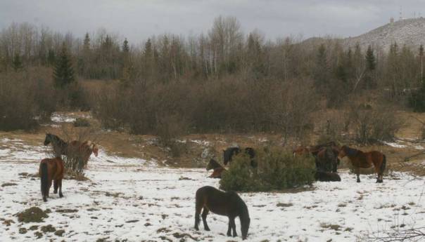 Na putu Livno - Šuica učestali izlasci divljih konja na kolovoz