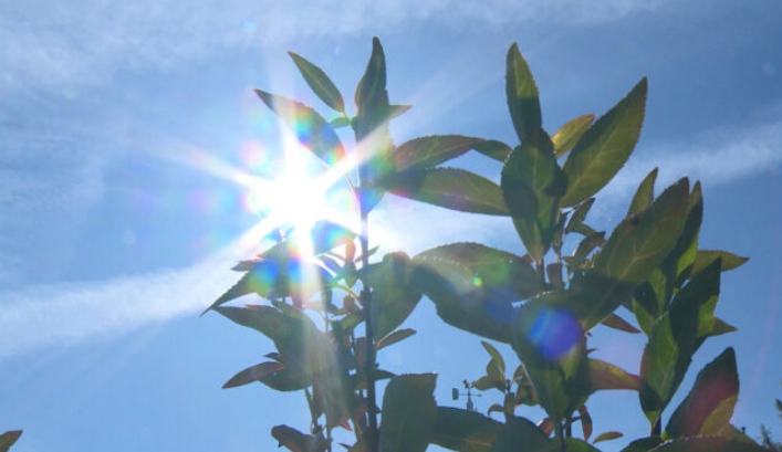 Na snazi narandžasto upozorenje, maksimalna temperatura do 38 stepeni 