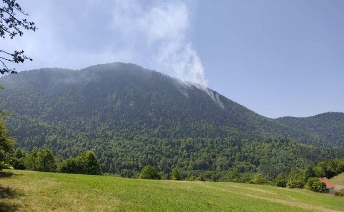 Na Tari gori borova šuma na granici sa BiH