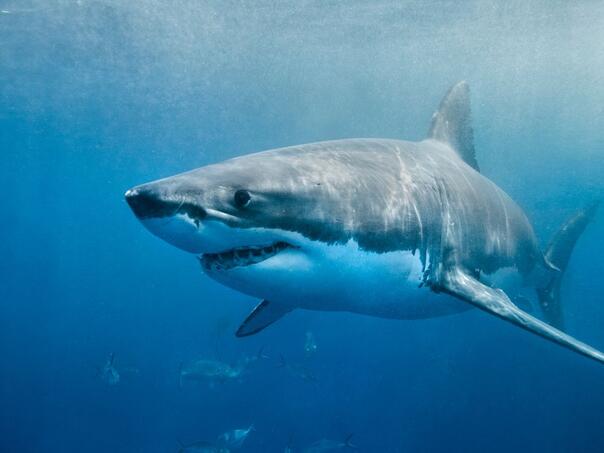 Najezda ajkula na Jadranu: Dvije ulovljene u istom danu